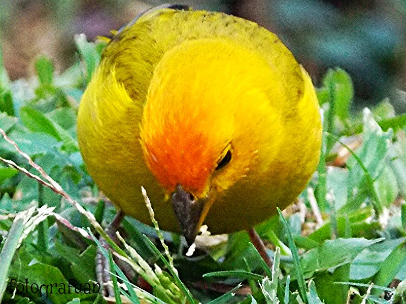 Saffron Finch