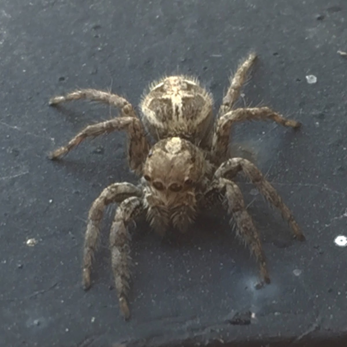 Pantropical jumper (female)