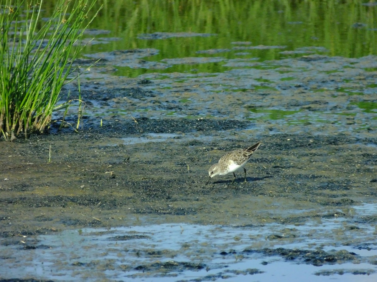 Sanderling