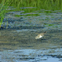 Sanderling