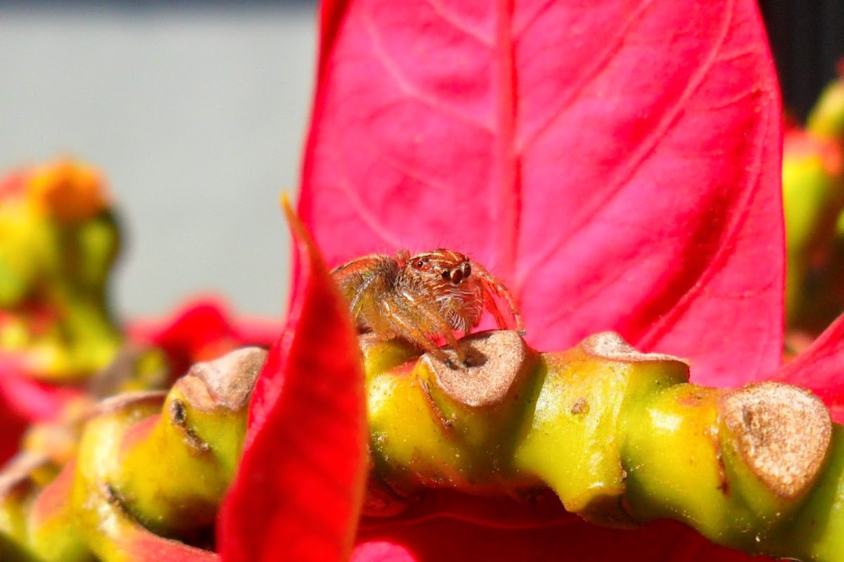 Jumping spider