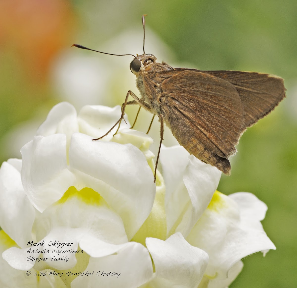 Monk Skipper