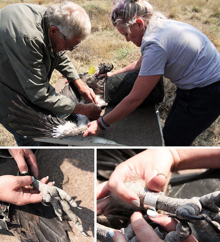 TOP: Angus Anthony and Ester van der Westhuizen-Coetzer prepare to place wing markers. BOTTOM: A ring is attached to the vulture chick's right leg.