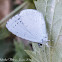 Holly Blue