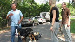 Mail Carriers vs. Dogs thumbnail