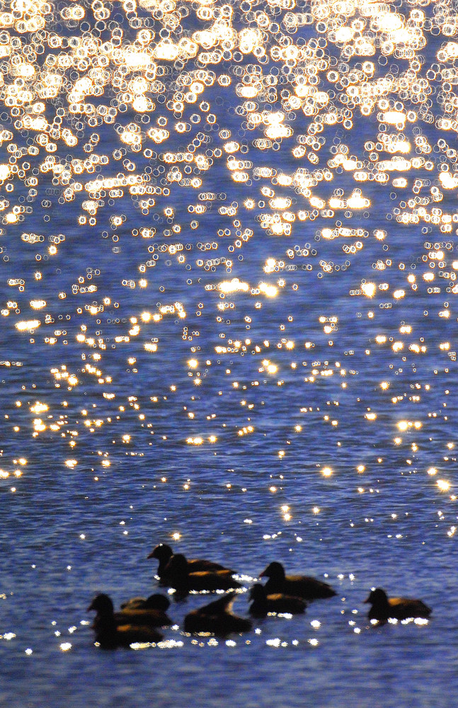 Cerchi di luce di si