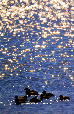 Cerchi di luce di si