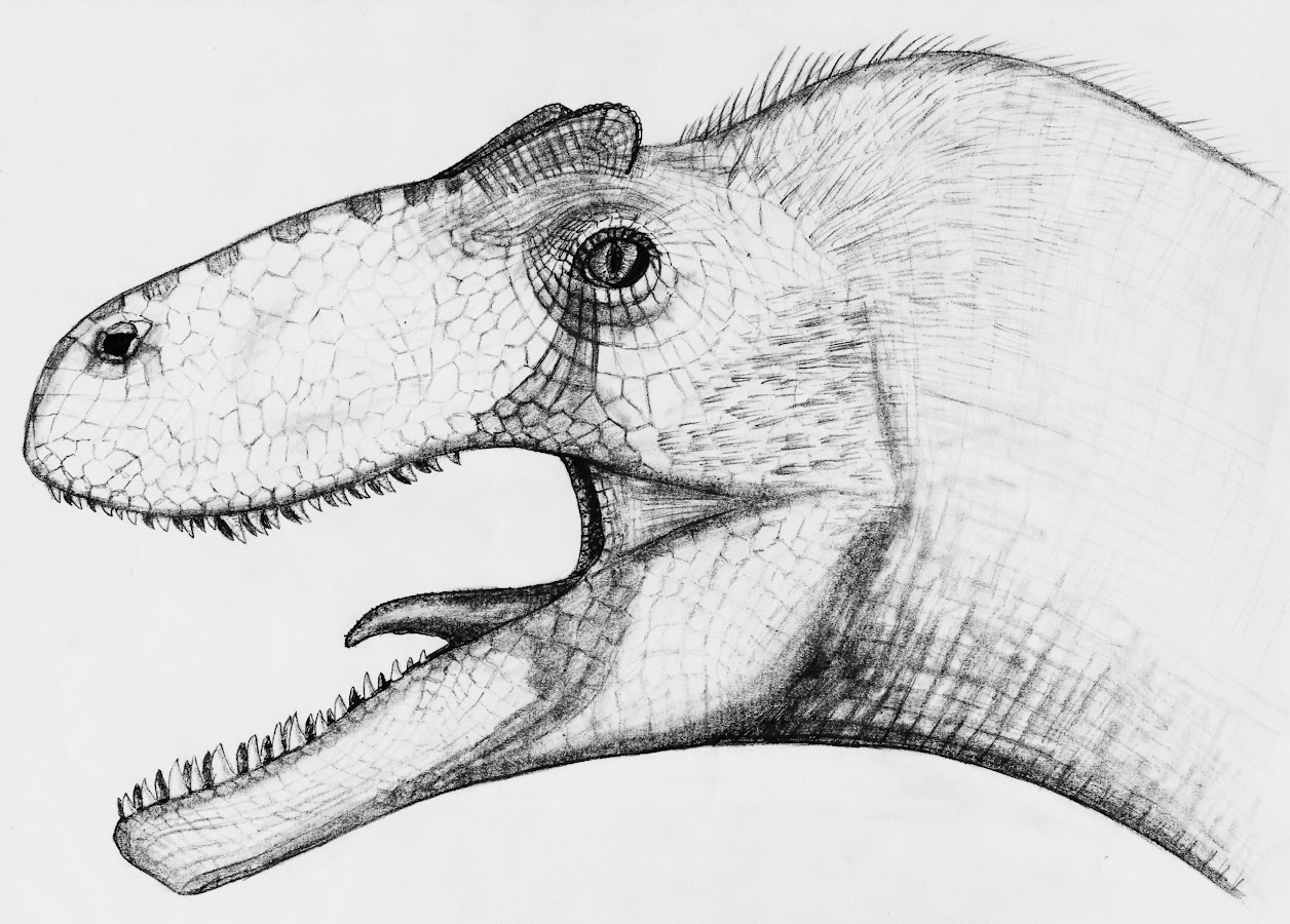 Allosaurus sp.