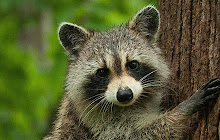 Raccoon Wallpapers New Tab Theme small promo image