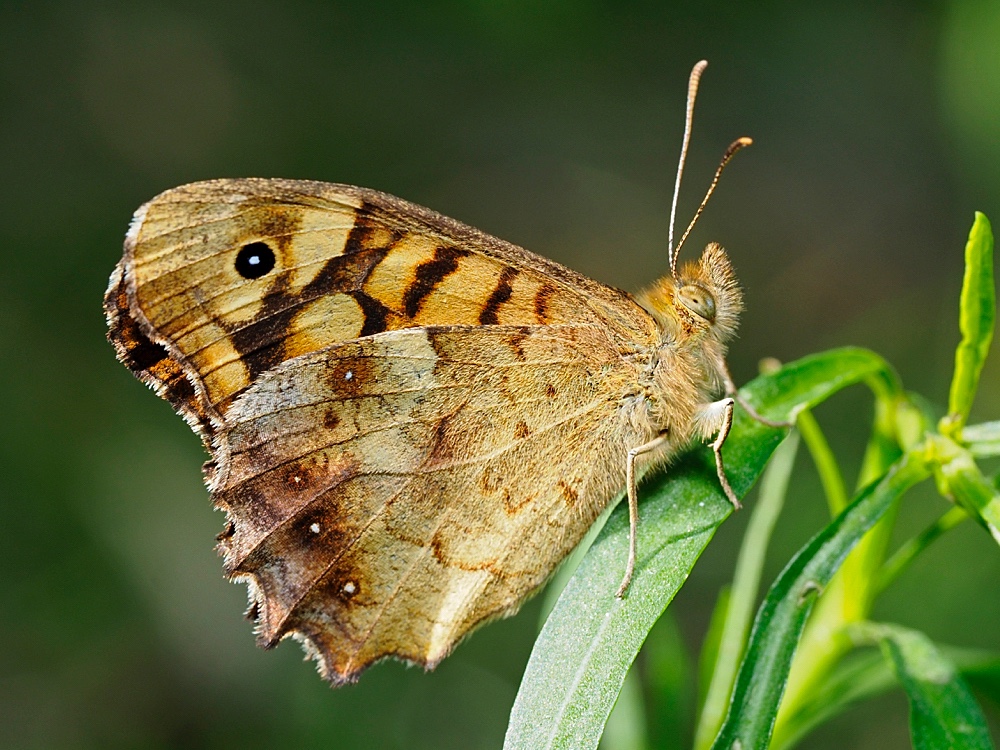 Maculada (Speckled wood)