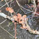 Fungus