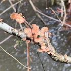 Fungus