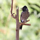 Red Vented Bulbul