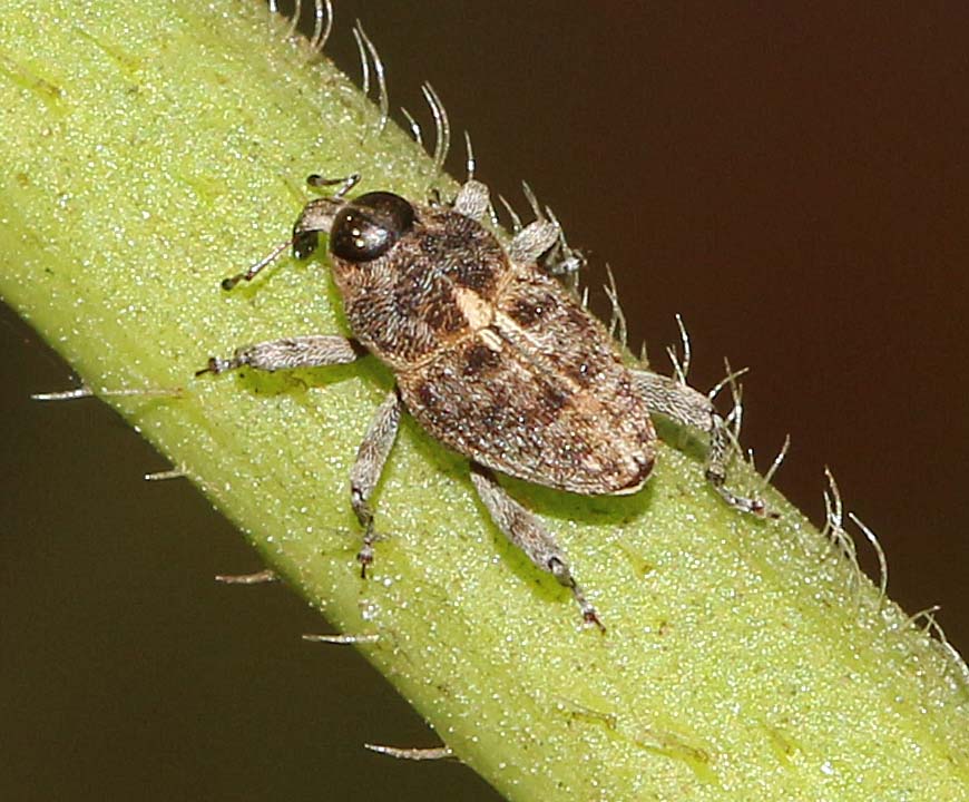 Snout Weevil