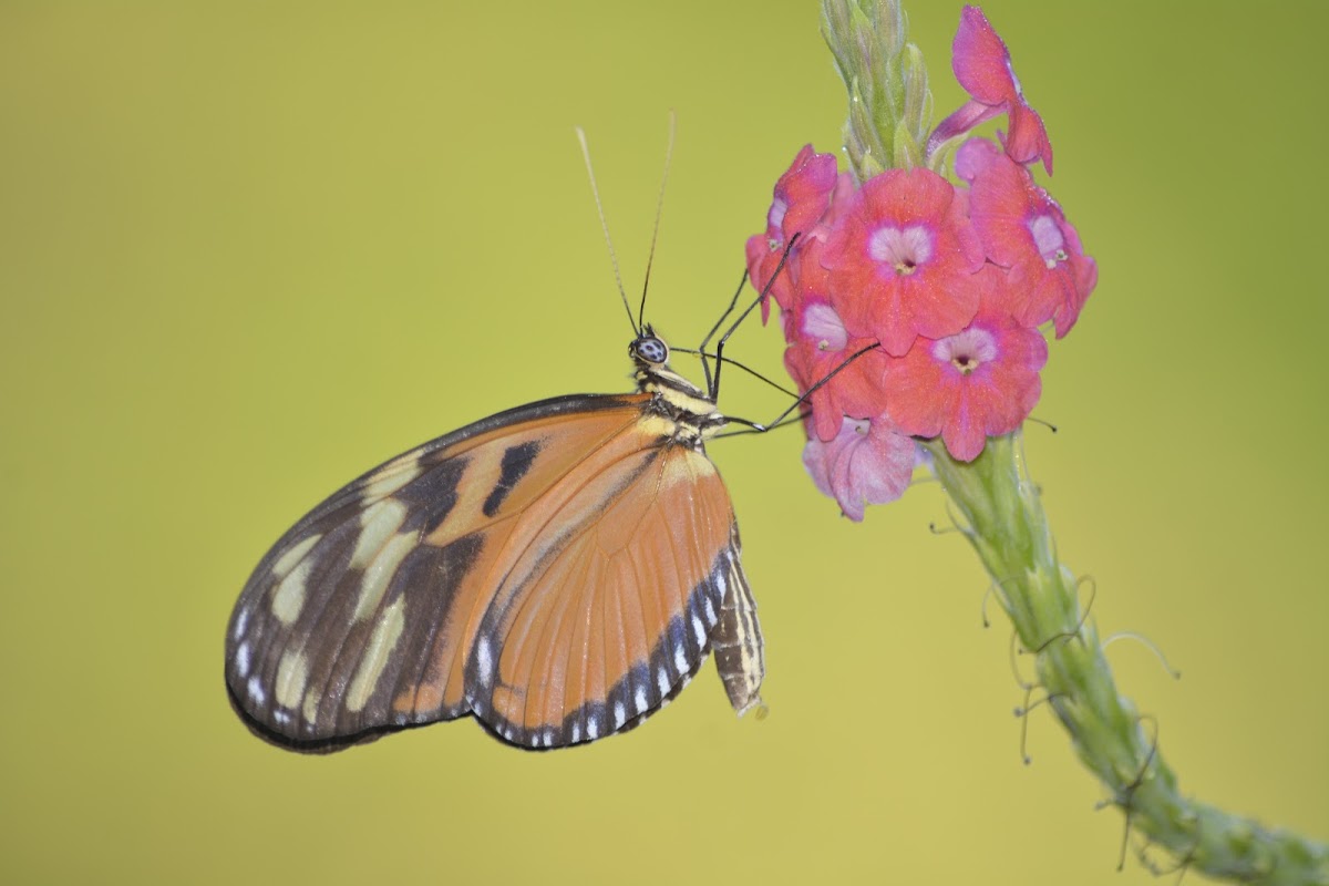 Hecale/Tiger Longwing Butterfly