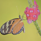 Hecale/Tiger Longwing Butterfly