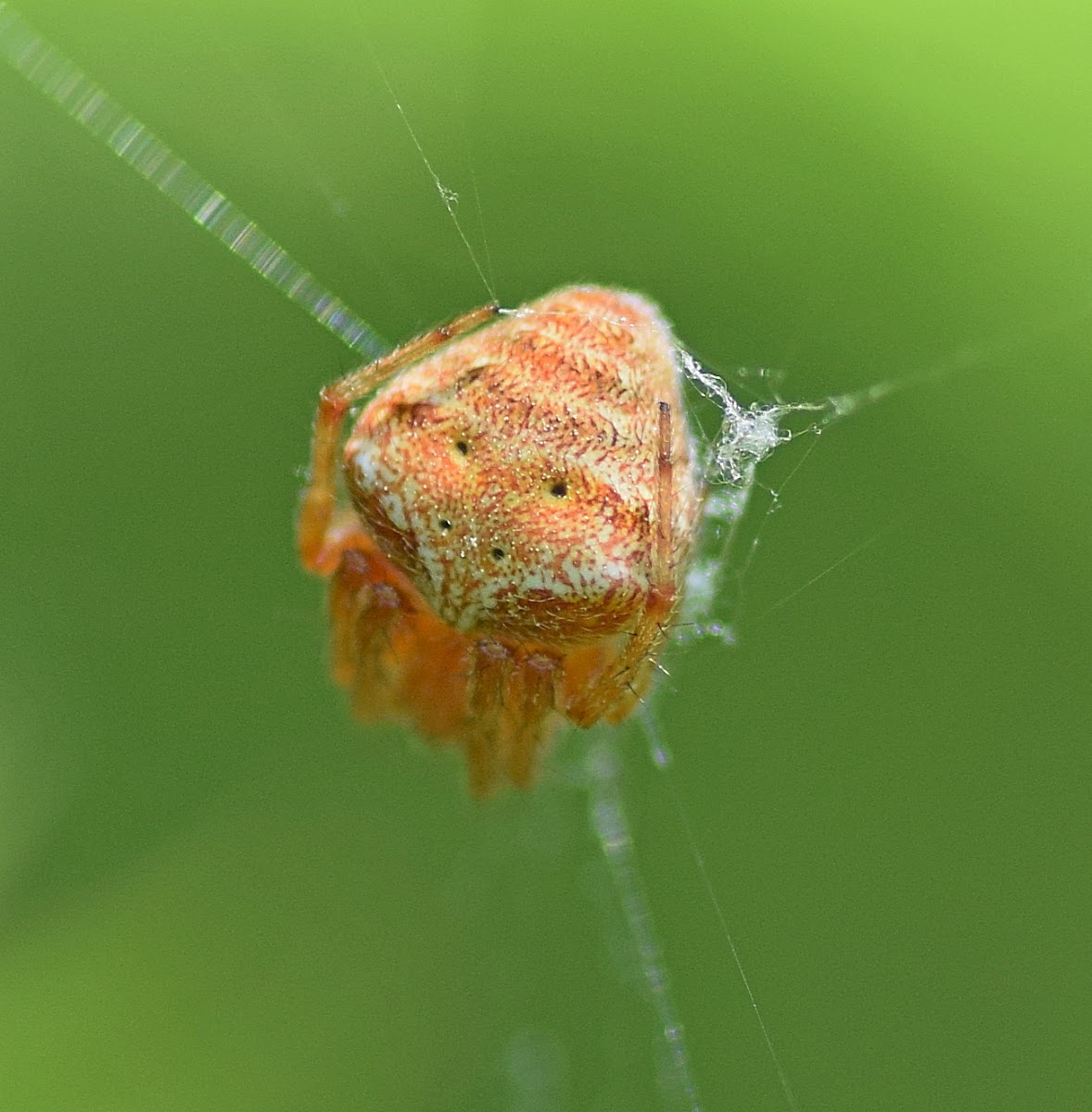 Common Hairy Field Spider