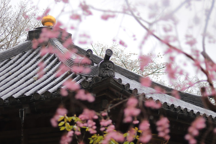 フィットの桜が満開🌸・桜が散る前に・夜桜🌸撮影📷・長谷寺に関するカスタム事例の投稿画像32枚目