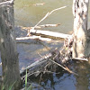 Northern Water Snake