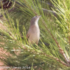 Spectacled warbler; Curruca Tomillera