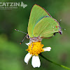 Tropical Greenstreak