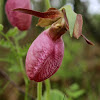 Pink Lady Slipper