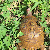 Three-toed Box Turtle