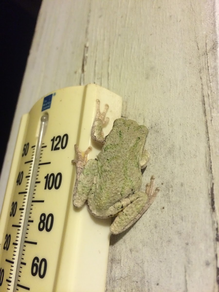 Gray Tree Frog