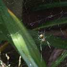 Venusta Orchard Spider