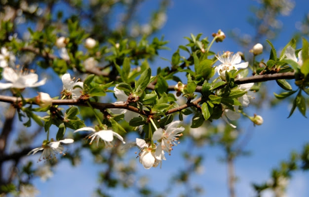 Primavera di tizzy