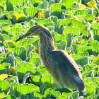 Squacco Heron