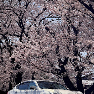 シーマ HGY51