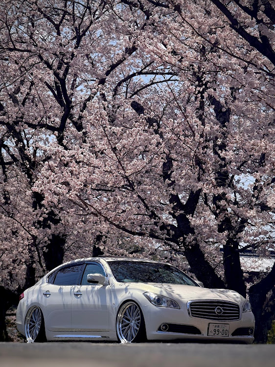 シーマのCIMA・ドライフラワー・桜と愛車・車高詐欺・🌸🌸🌸に関するカスタム事例の投稿画像1枚目