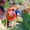 Seven-Spotted Ladybug