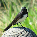 Willie Wagtail