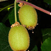 Kiwifruit (ακτινίδιο)
