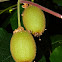 Kiwifruit (ακτινίδιο)