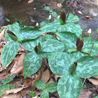 Trillium