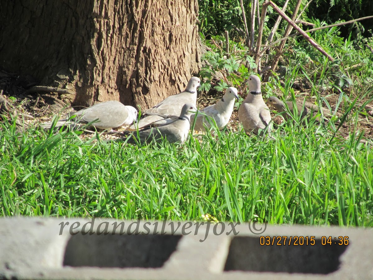 Eurasian Collared Dove