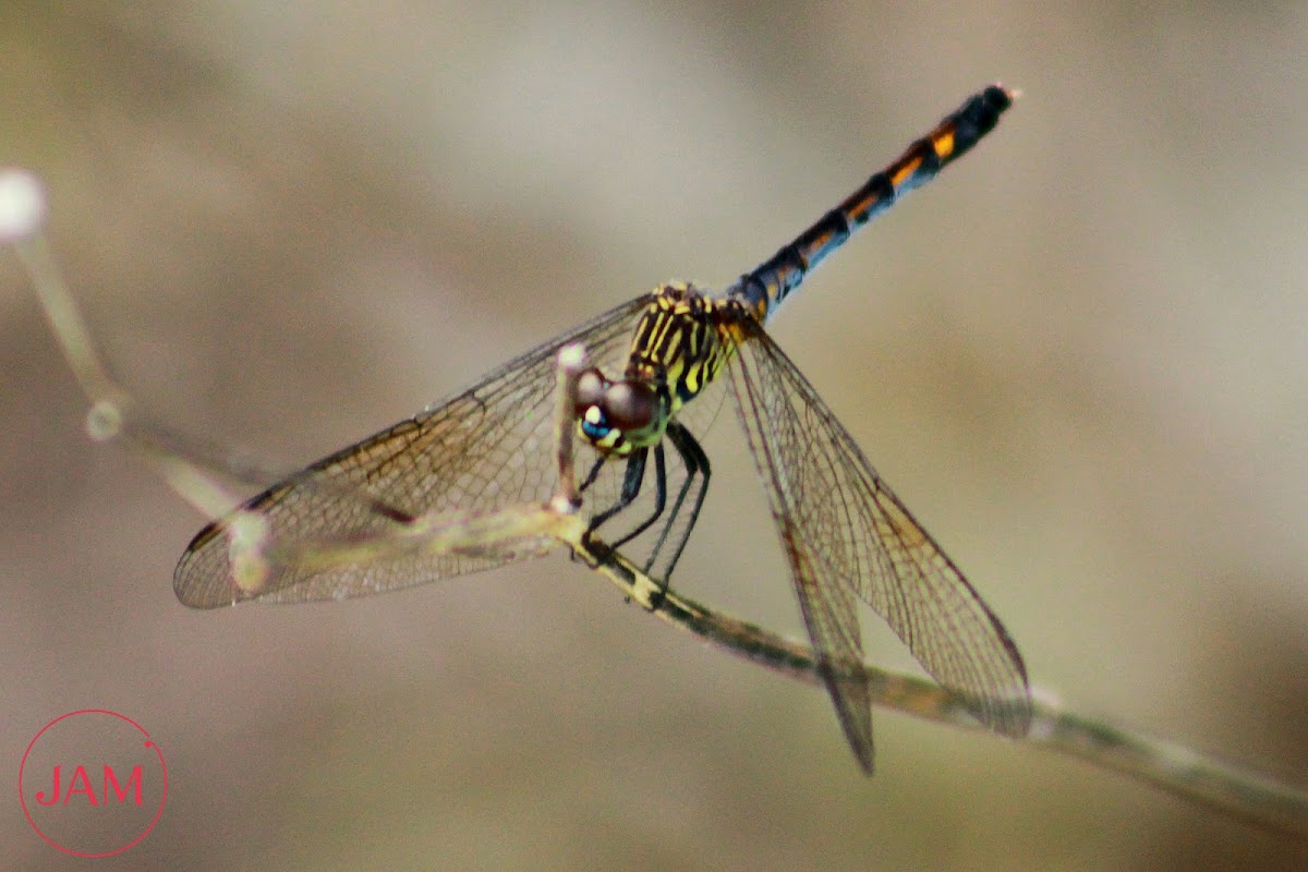 Seaside Dragonlet Dragonfly (male)