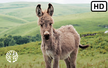 Donkey HD Wallpapers New Tab small promo image