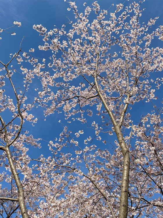 Eクラス ステーションワゴンの桜・ドライブ・花見ドライブ🌸に関するカスタム事例の投稿画像5枚目