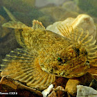 Banded sculpin