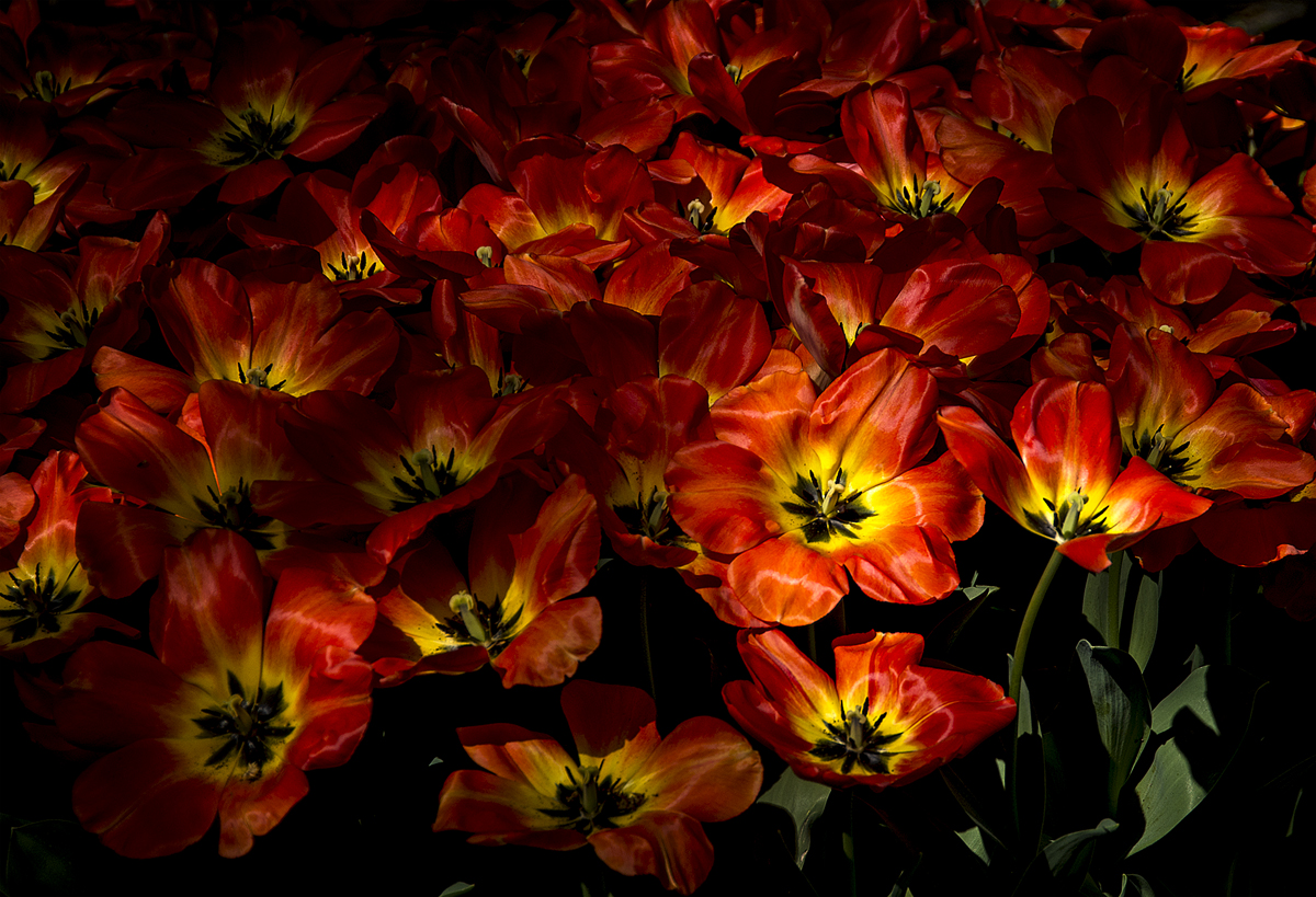 Tulipani del Sigurtà di nessuno