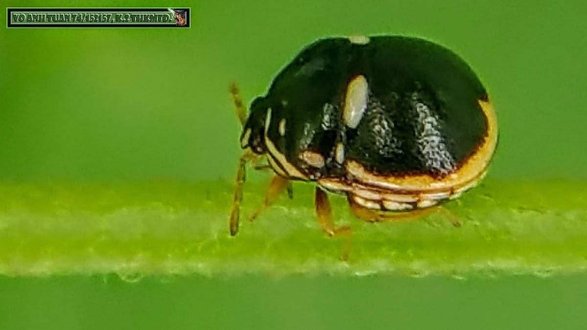 Plataspid Stink Bug