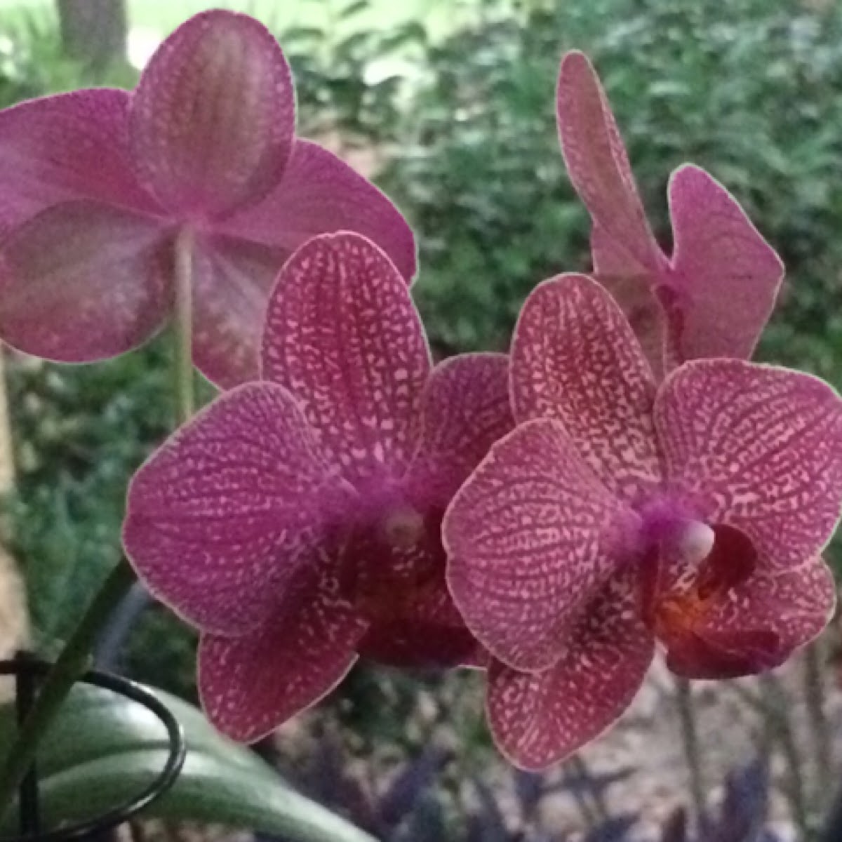 Orchid