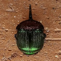 Rainbow scarab, male