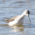 Greenshank; Archibebe Claro