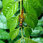 Scarlet Marsh Hawk Dragonfly(Female)