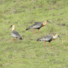 Cocli - Buff-necked Ibis